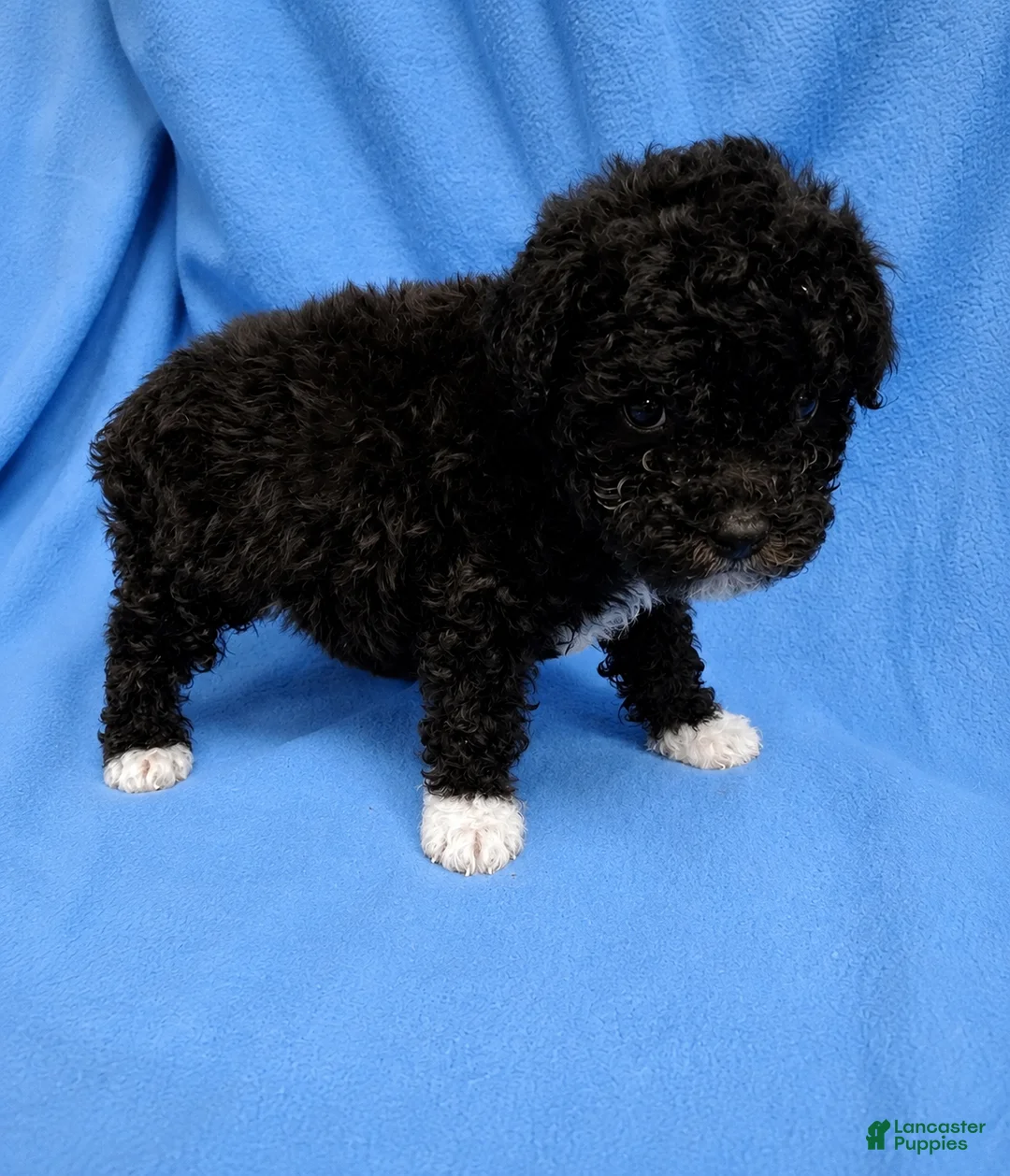 Toy Poodle dogs for sale: Shadow - AKC Registered - Ad 2