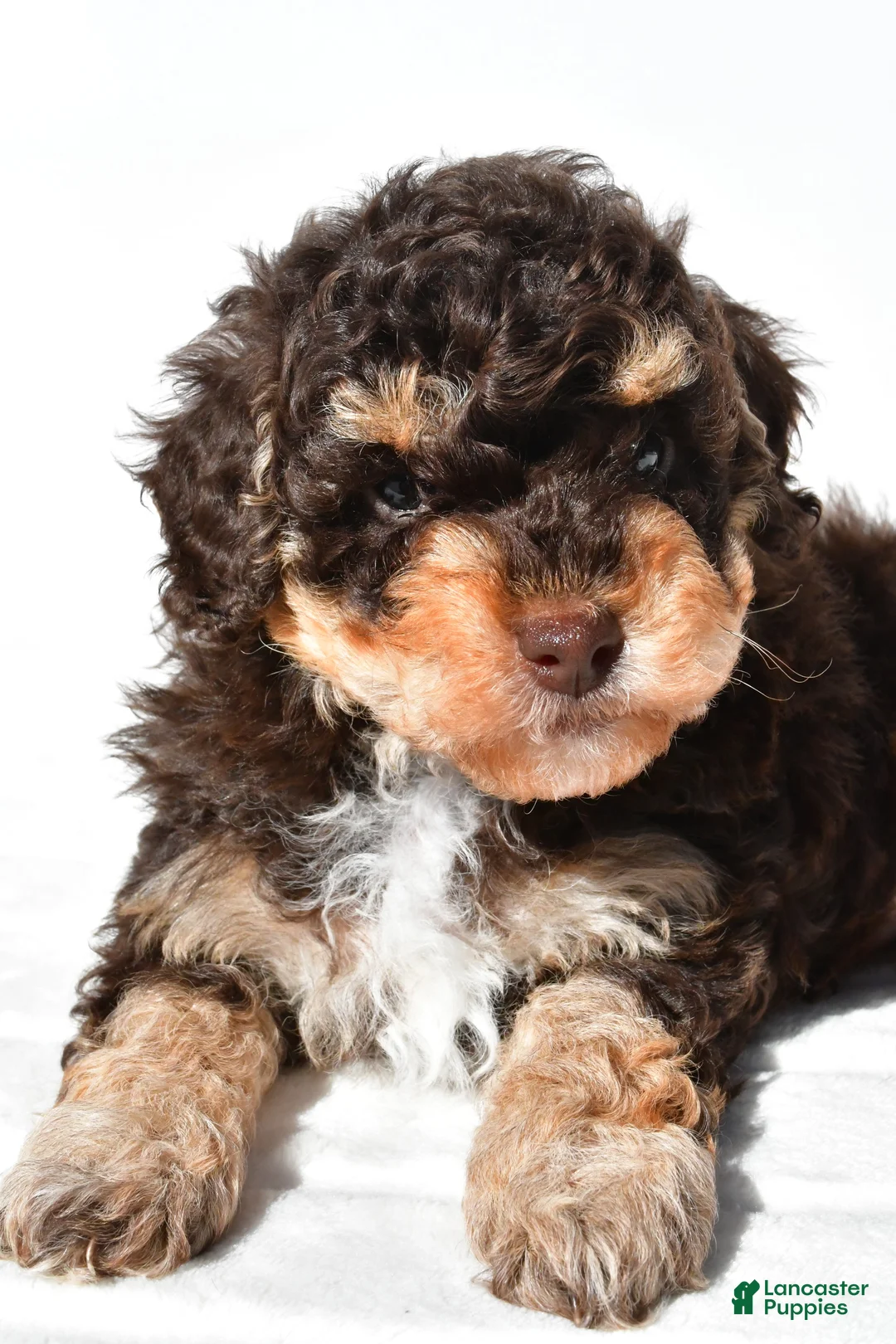 Miniature Poodle dogs for sale: Franky - Ad 8