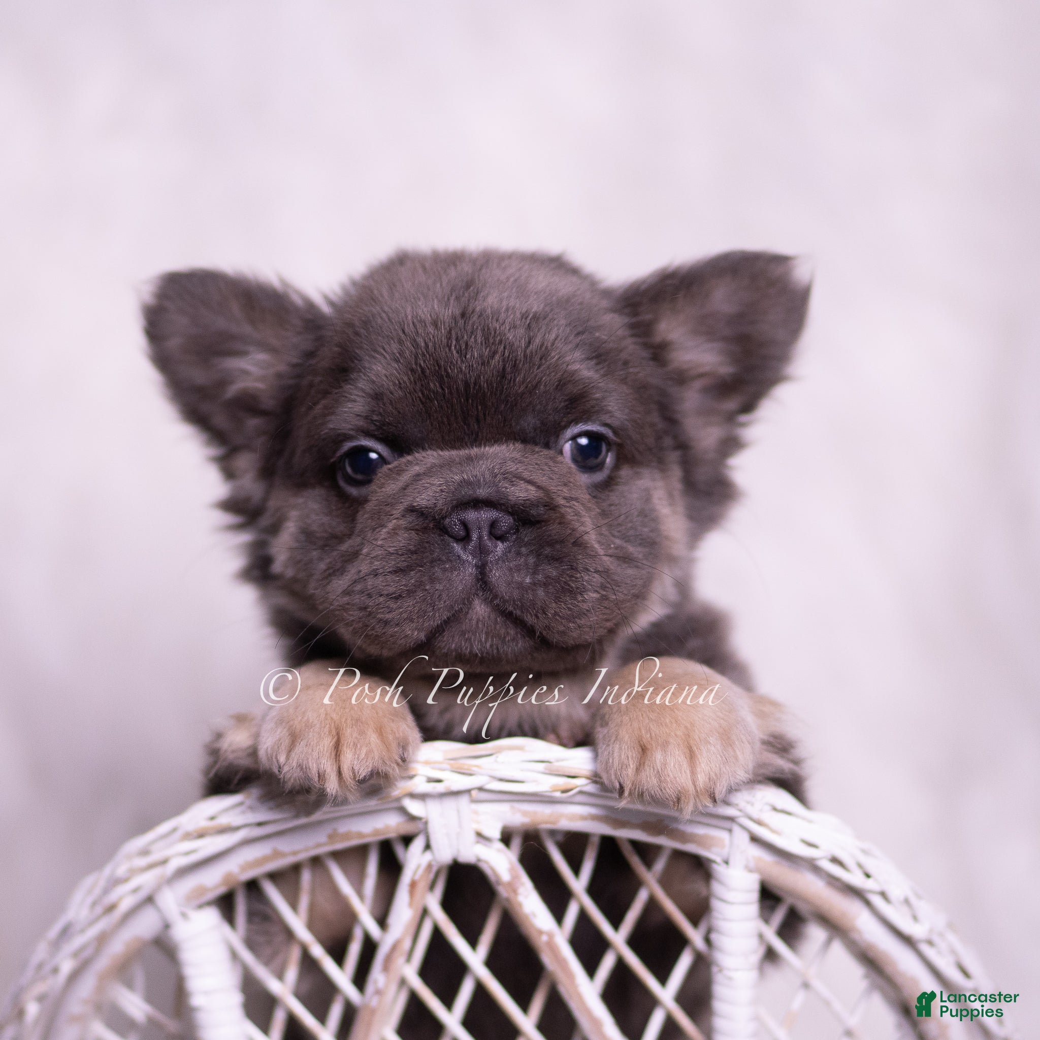 French Bulldog dogs Bougie - Ad 34