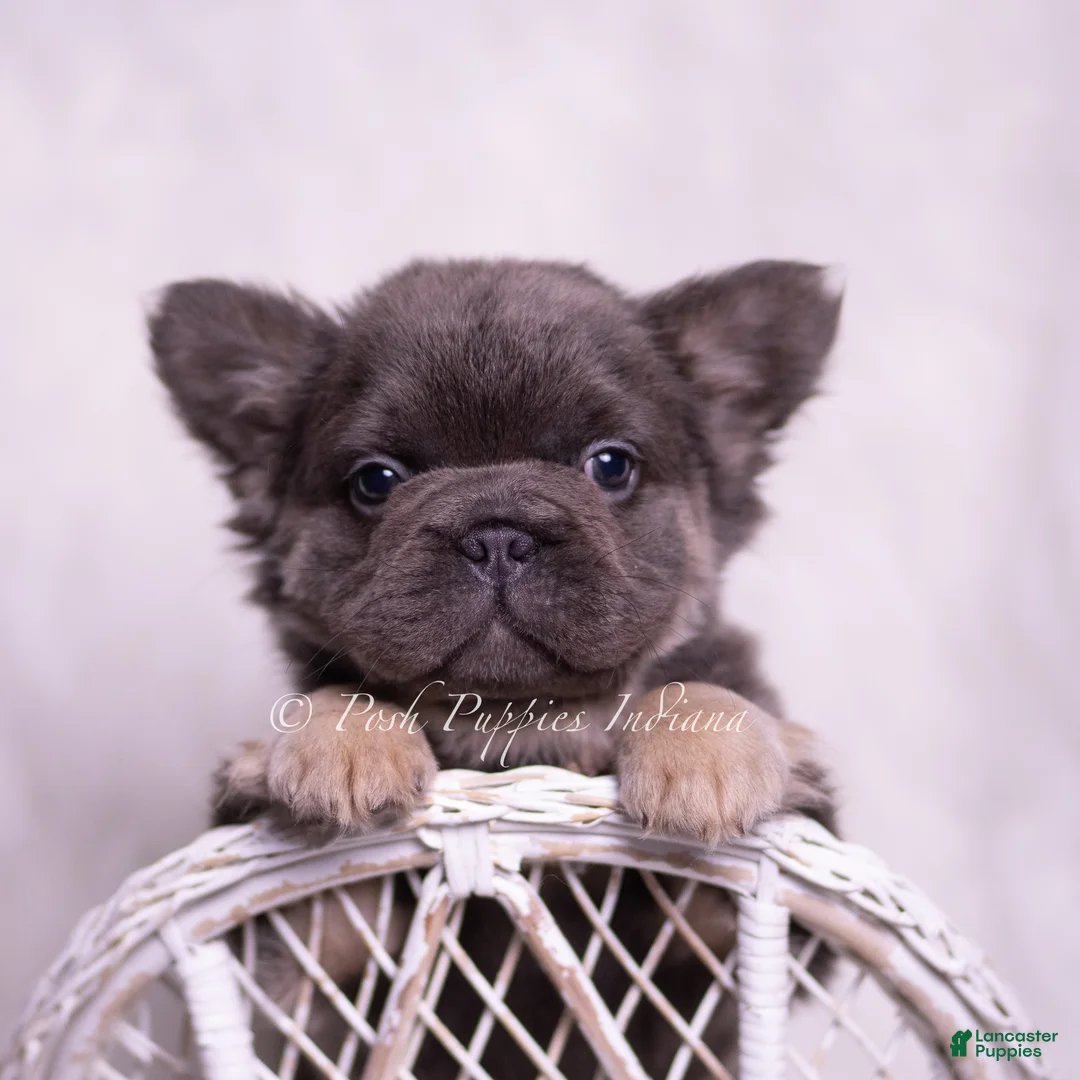 French Bulldog dogs for sale: Bougie - Ad 1
