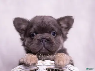 French Bulldog dogs Bougie - Ad 34