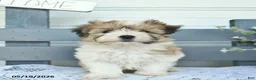 Havanese dogs for sale: Denver  - Ad 3