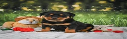 Rottweiler dogs for sale: Kai - Ad 3
