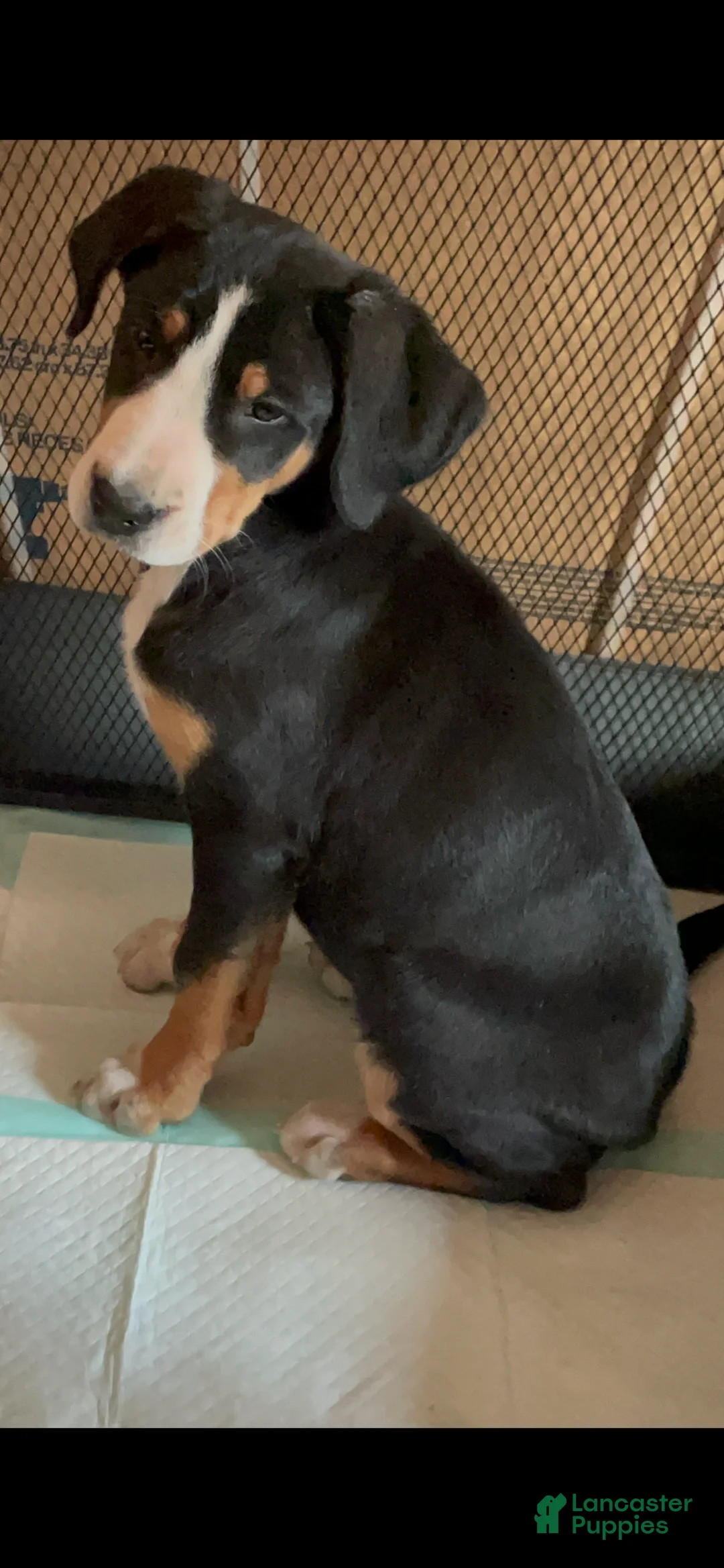 Greater Swiss Mountain Dog dogs for sale: Holly  - Ad 2