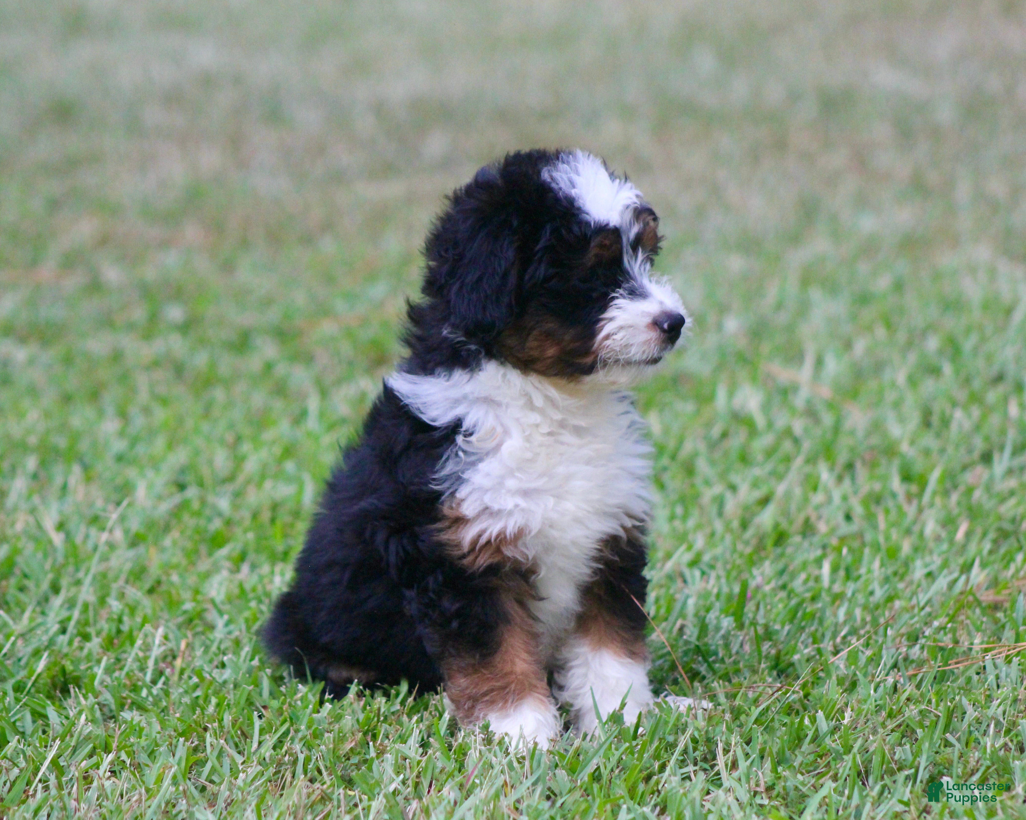 Aussiedoodle dogs Kyle - Ad 2