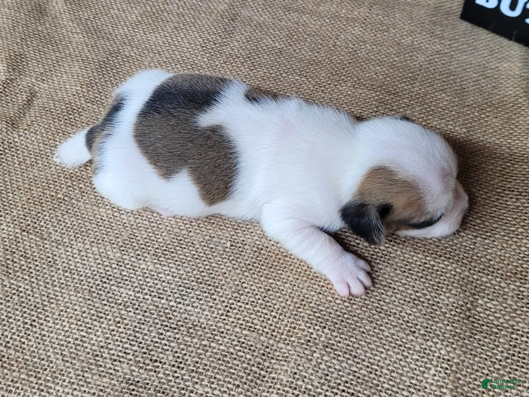 Jack Russell Terrier dogs for sale: Jinx purebred JRT - Ad 2