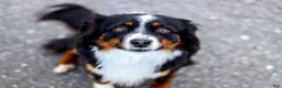 Miniature Australian Shepherd dogs for sale: Smokey - Ad 2