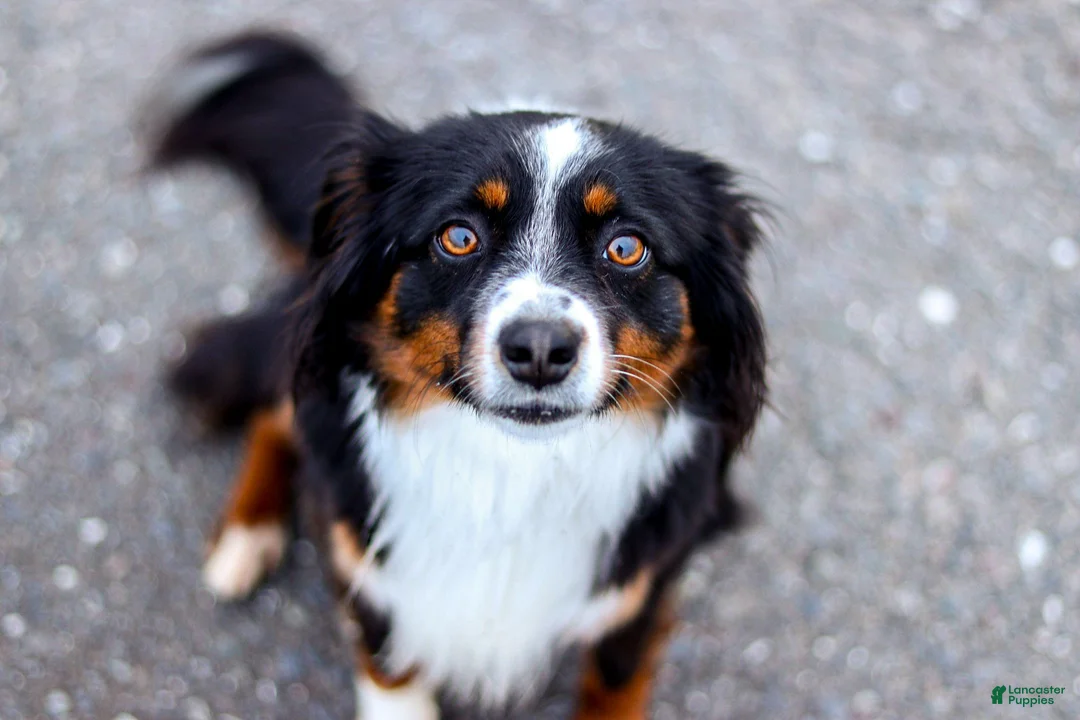 Miniature Australian Shepherd dogs for sale: Smokey - Ad 2