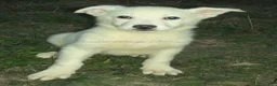 German Shepherd dogs for sale: Yeti - Ad 2