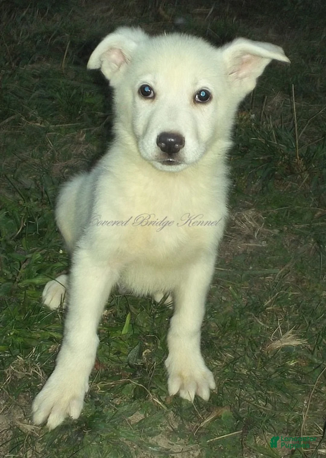 German Shepherd dogs for sale: Yeti - Ad 2