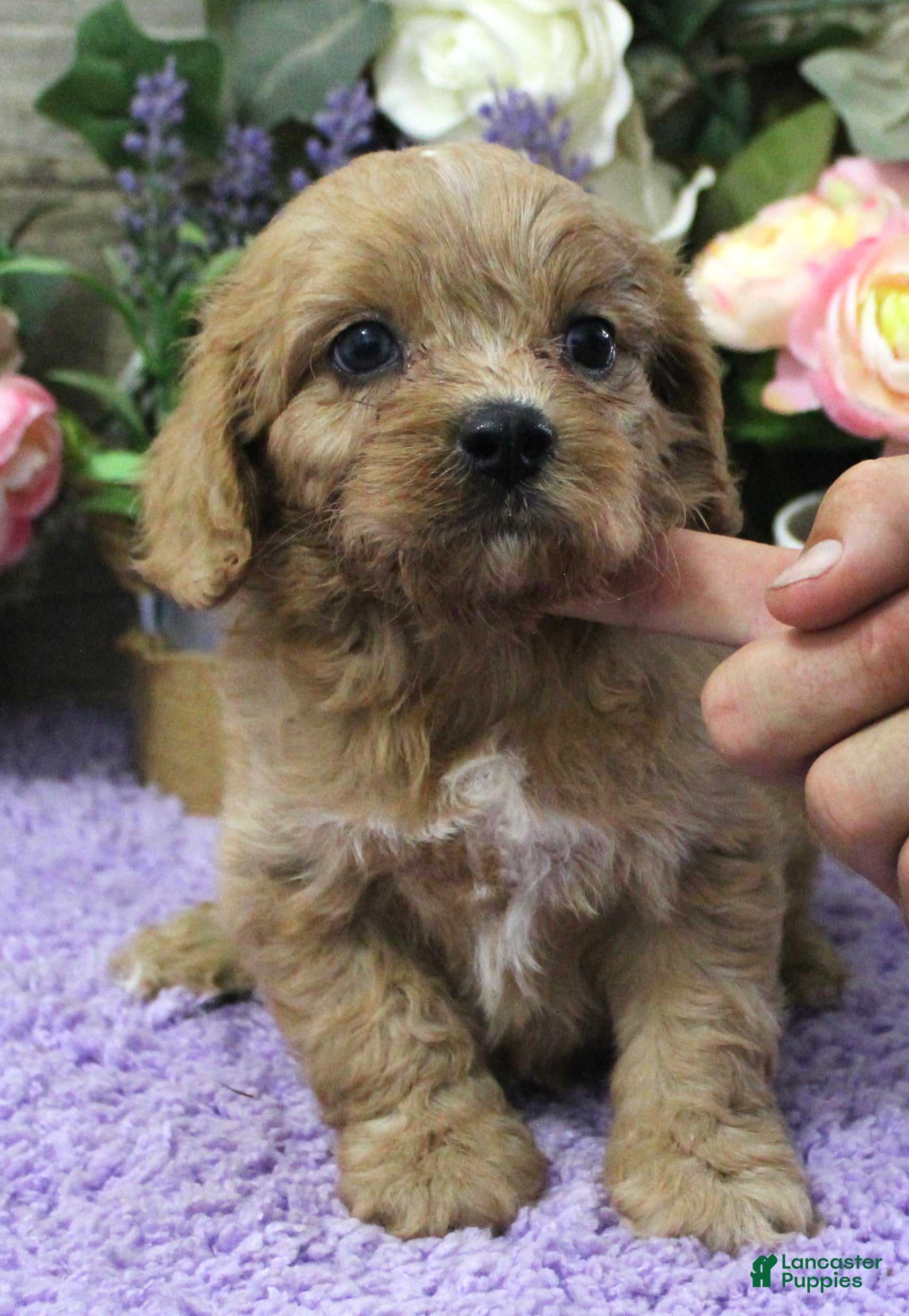 Cavapoo dogs #2 Male of Evie - Ad 23