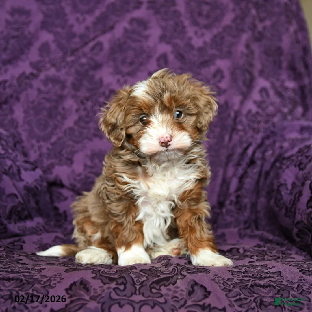 Mini Aussiedoodle dogs for sale: Kisses - Ad 3
