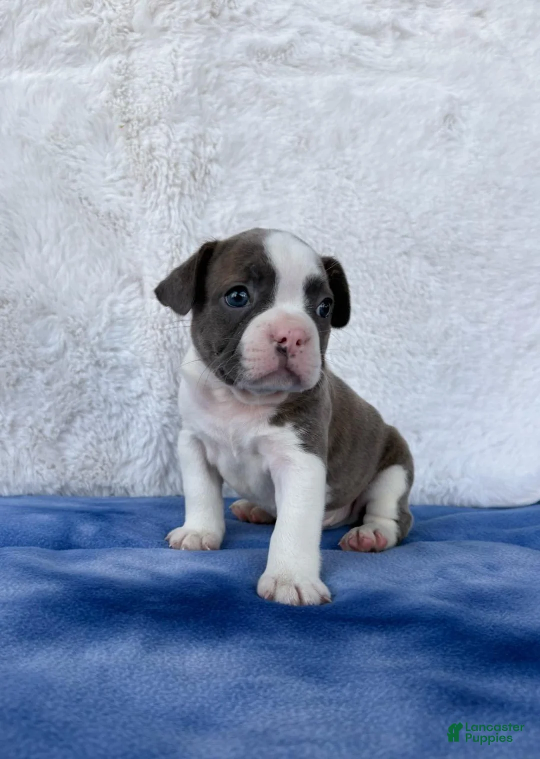 Frenchton dogs for sale: Stryker  - Ad 1