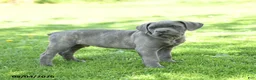 Cane Corso dogs for sale: Sarge - Ad 4