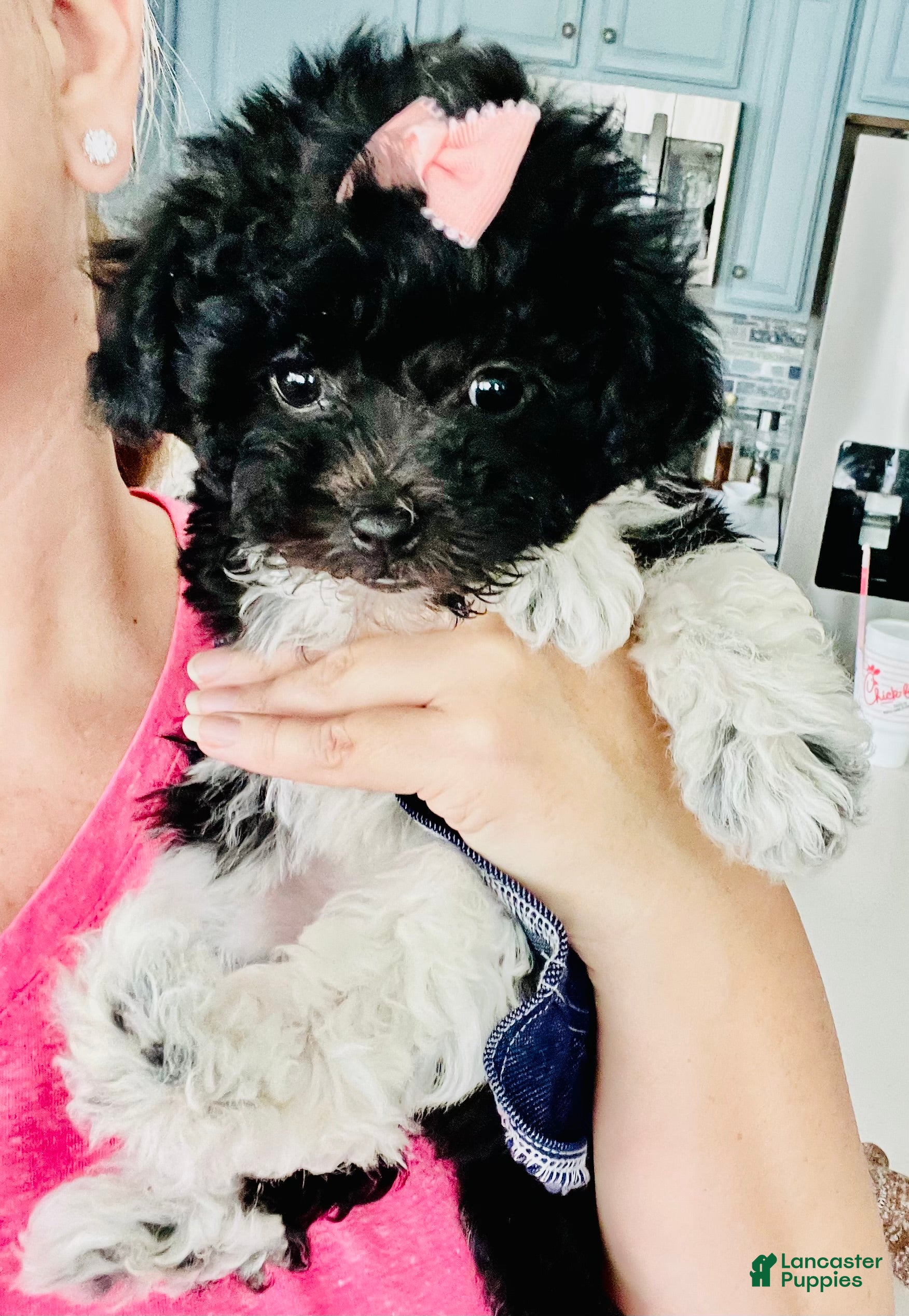 Havanese dogs Havanese Puppy 1 - Ad 2