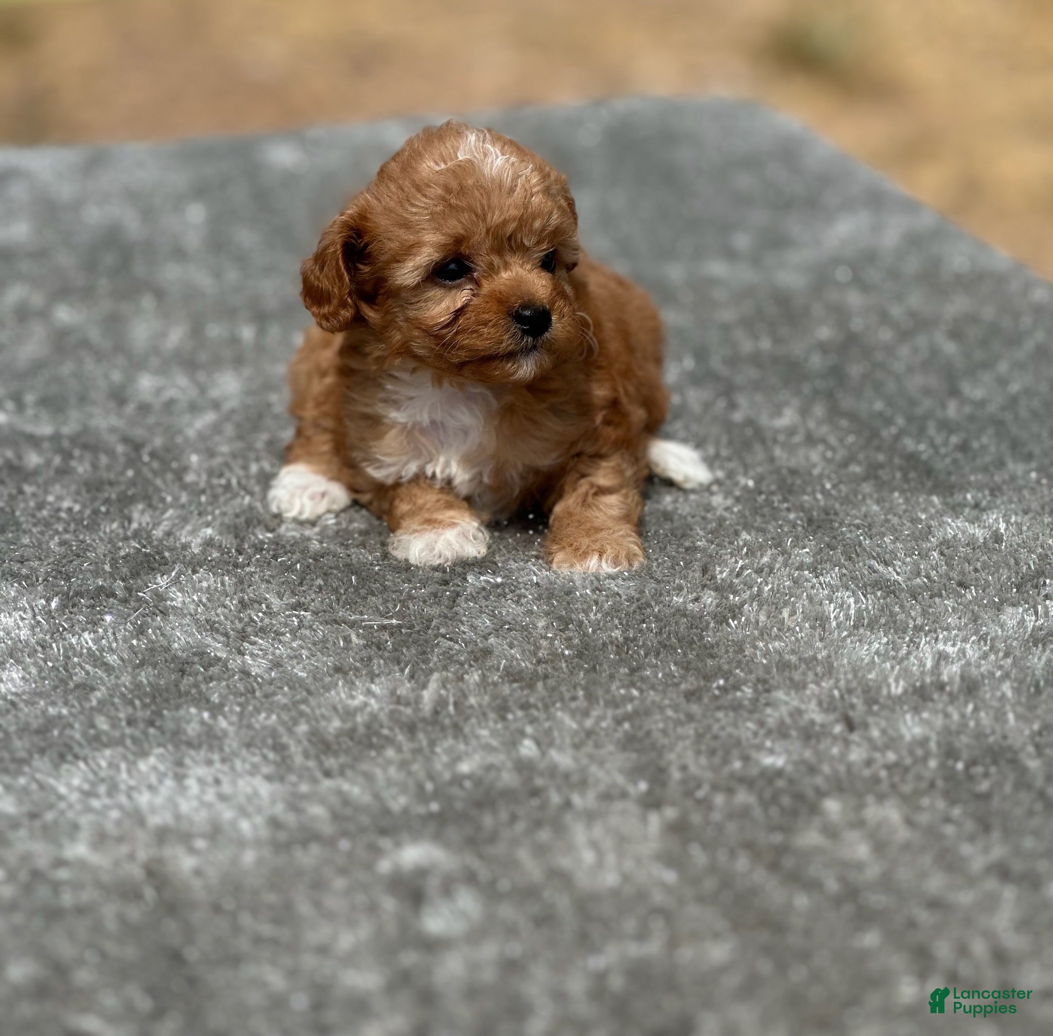 Cavapoo dogs Honey - Ad 4