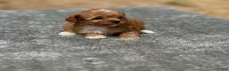 Cavapoo dogs for sale: Honey - Ad 1