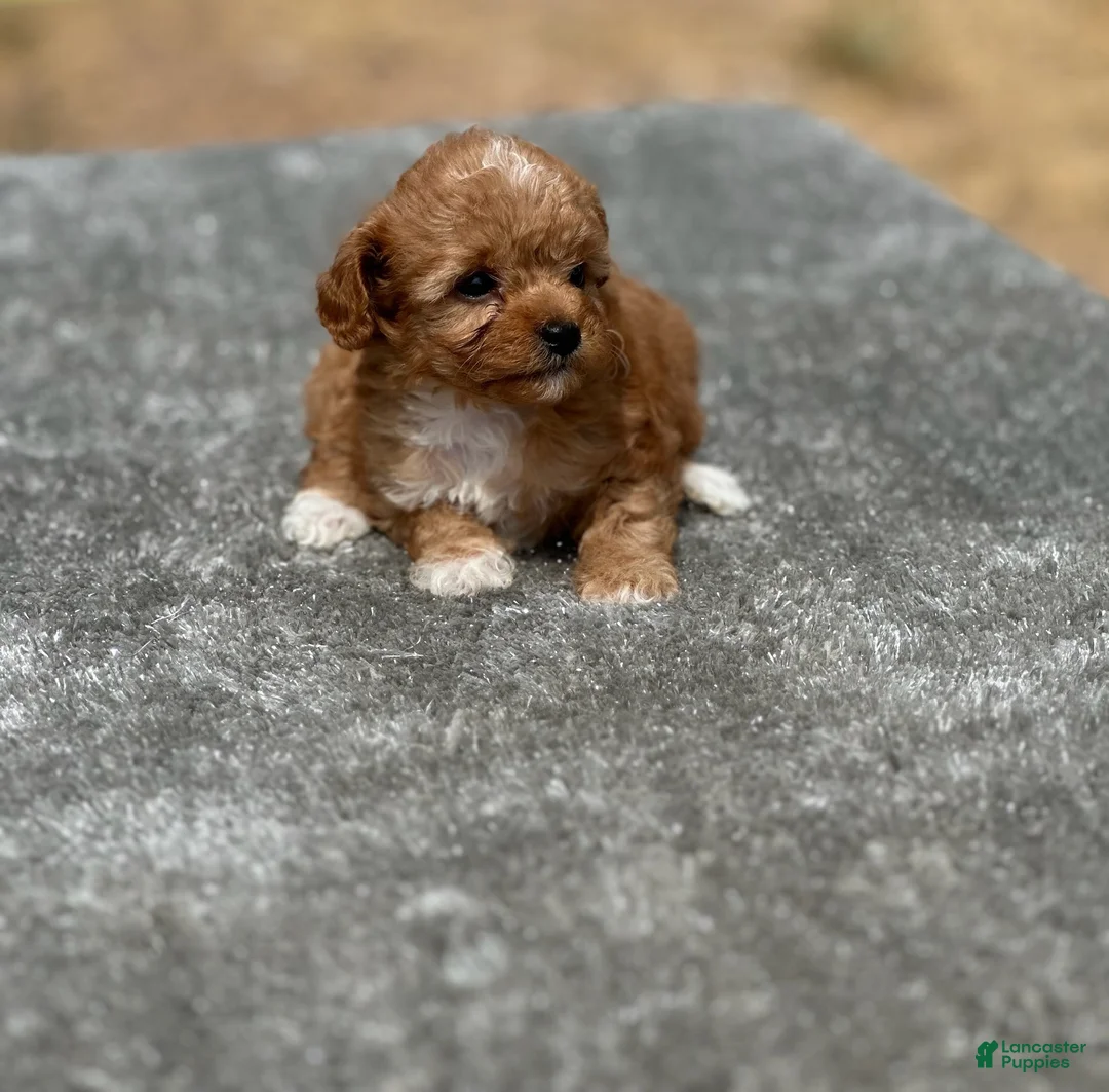 Cavapoo dogs for sale: Honey - Ad 1