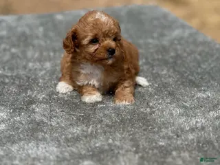 Cavapoo dogs Honey - Ad 4