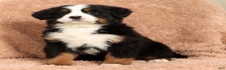 Bernese Mountain Dog dogs for sale: Piper - Ad 8