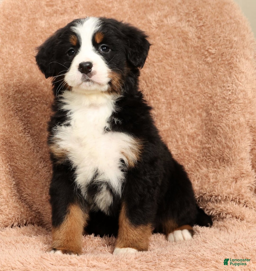 Bernese Mountain Dog dogs for sale: Piper - Ad 8