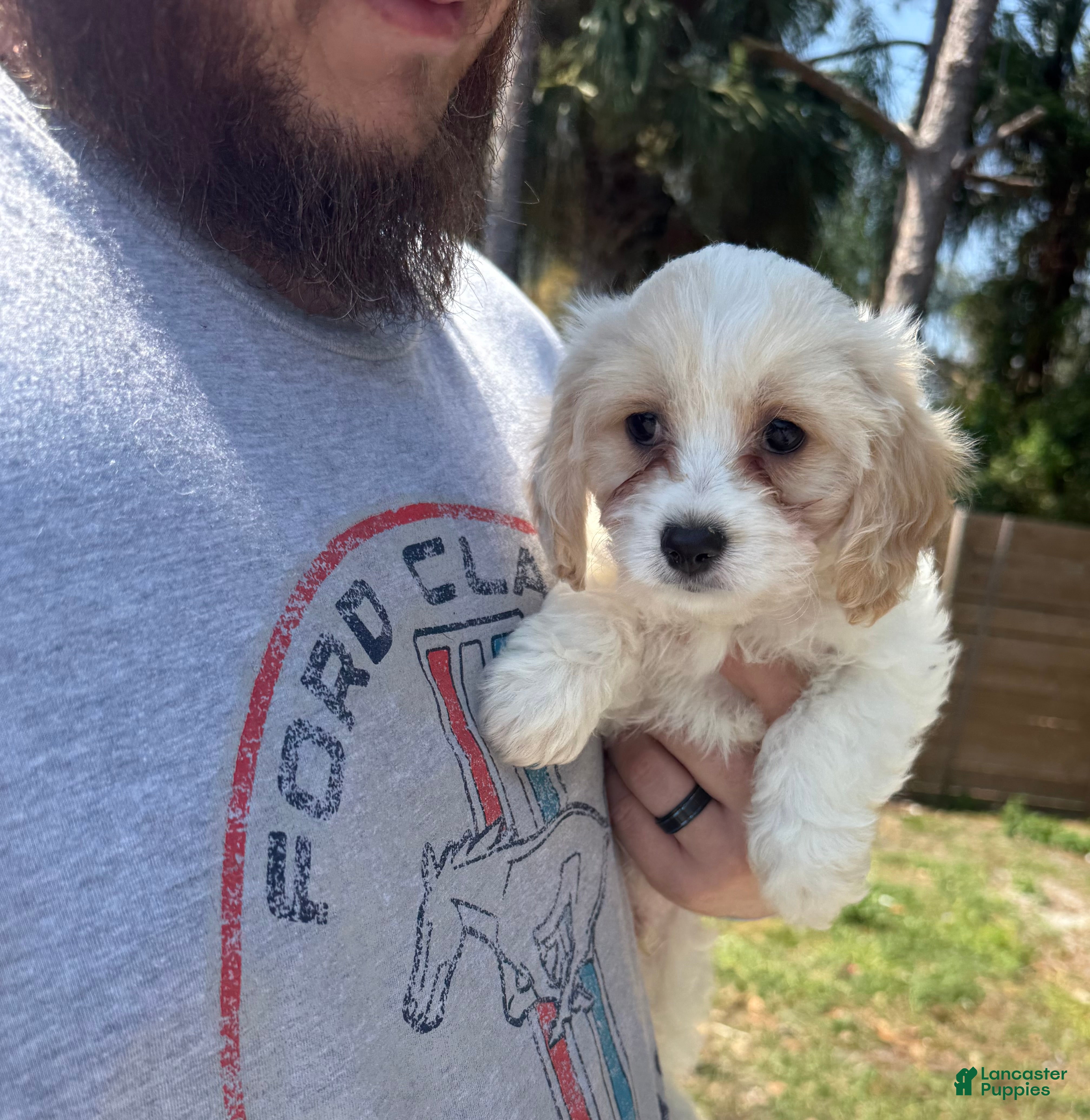 Cavachon dogs Cavachon Puppy 1 - Ad 1