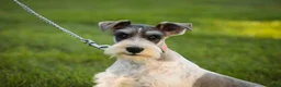 Miniature Schnauzer dogs for sale: Quinn Miniature Schnauzer (crate and leash Trained) - Ad 7
