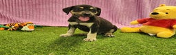 Catahoula Leopard Dog dogs for sale: Tess 2025 Female 6 - Ad 4