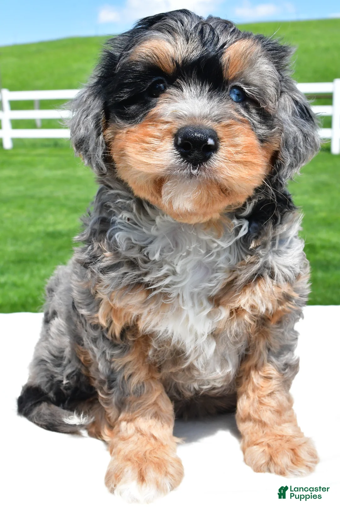 Mixed Breed dogs for sale: Brianna - Ad 1