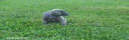Cane Corso dogs for sale: Allison - Ad 2