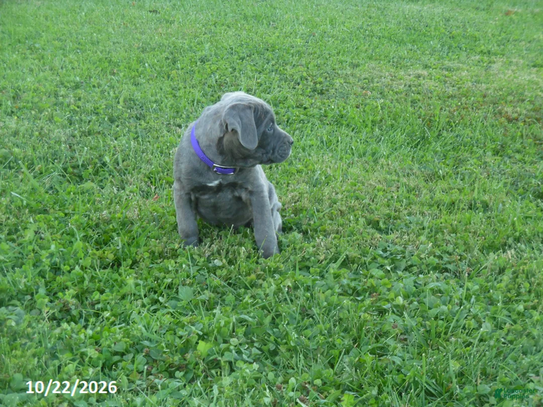 Cane Corso dogs for sale: Allison - Ad 2