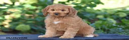 Cavapoo dogs for sale: Carson - Ad 4