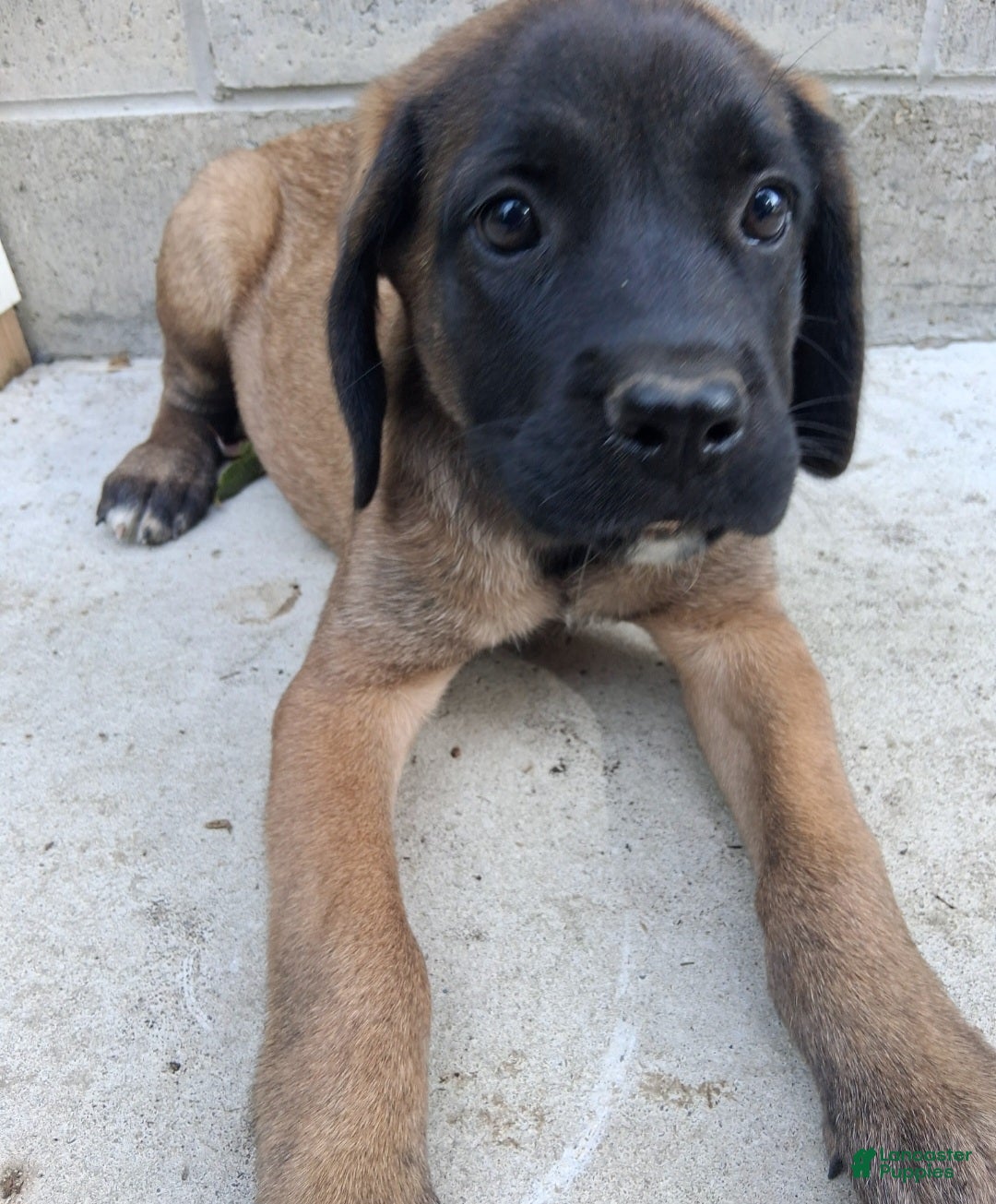 English Mastiff dogs Georgia - Ad 2