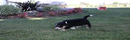 Bernedoodle dogs for sale: Smiley - Ad 6