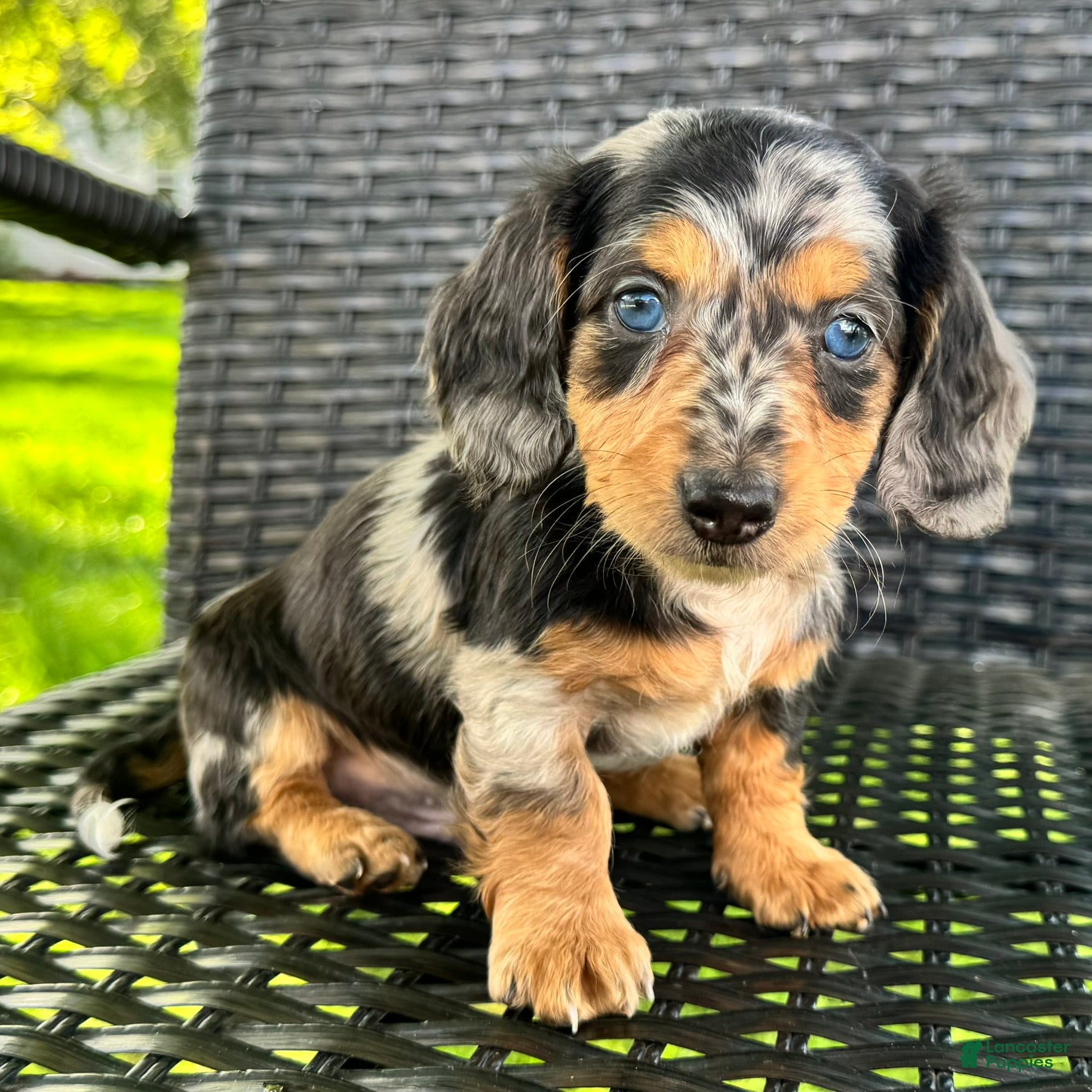 Dachshund dogs Dominic - Ad 1