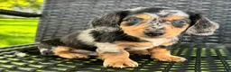 Dachshund dogs for sale: Dominic - Ad 1