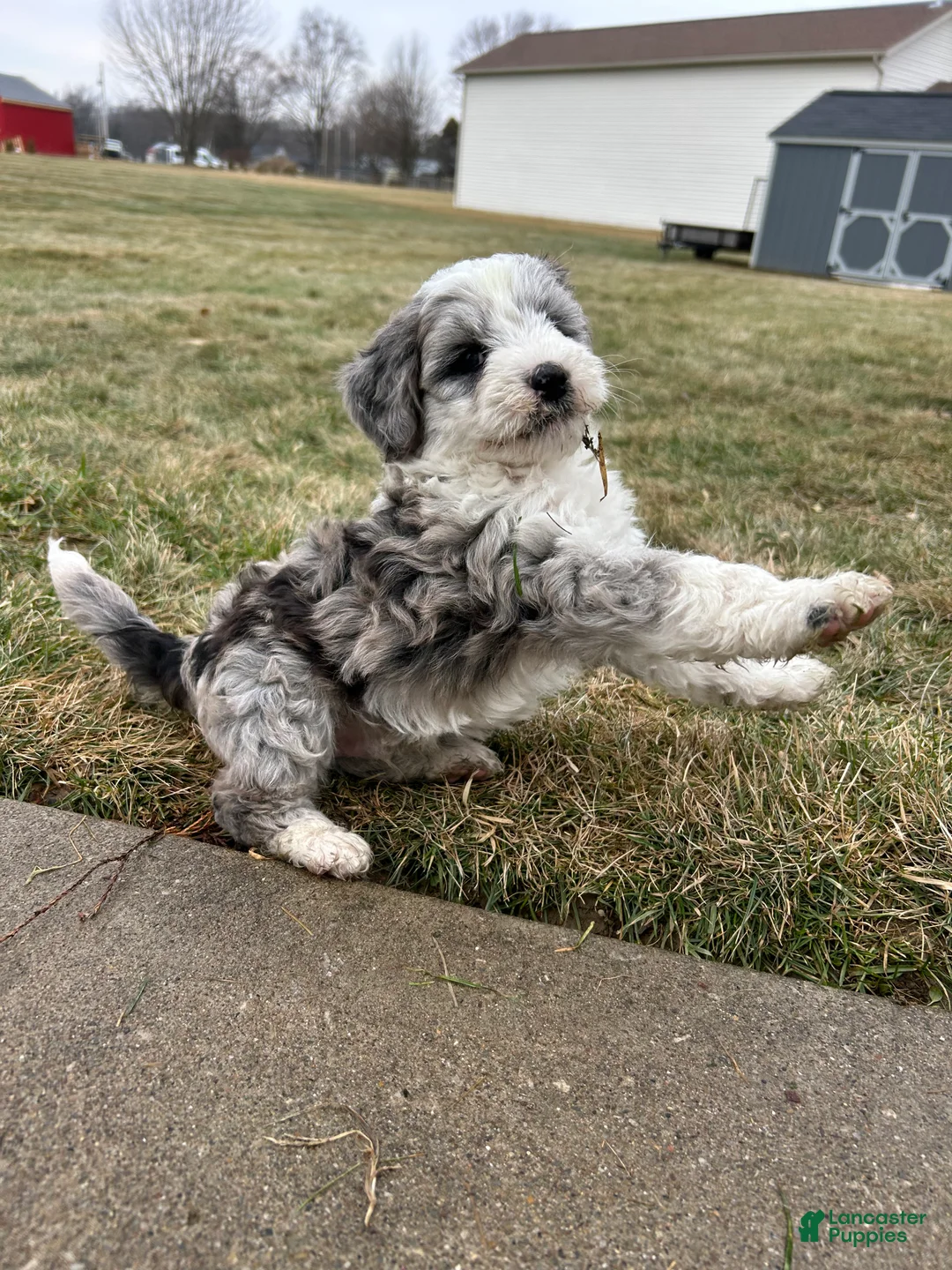 Mixed Breed dogs for sale: Ricky - Ad 3