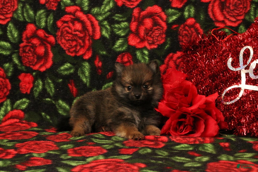 Pomeranian dogs for sale: Landan - Ad 2