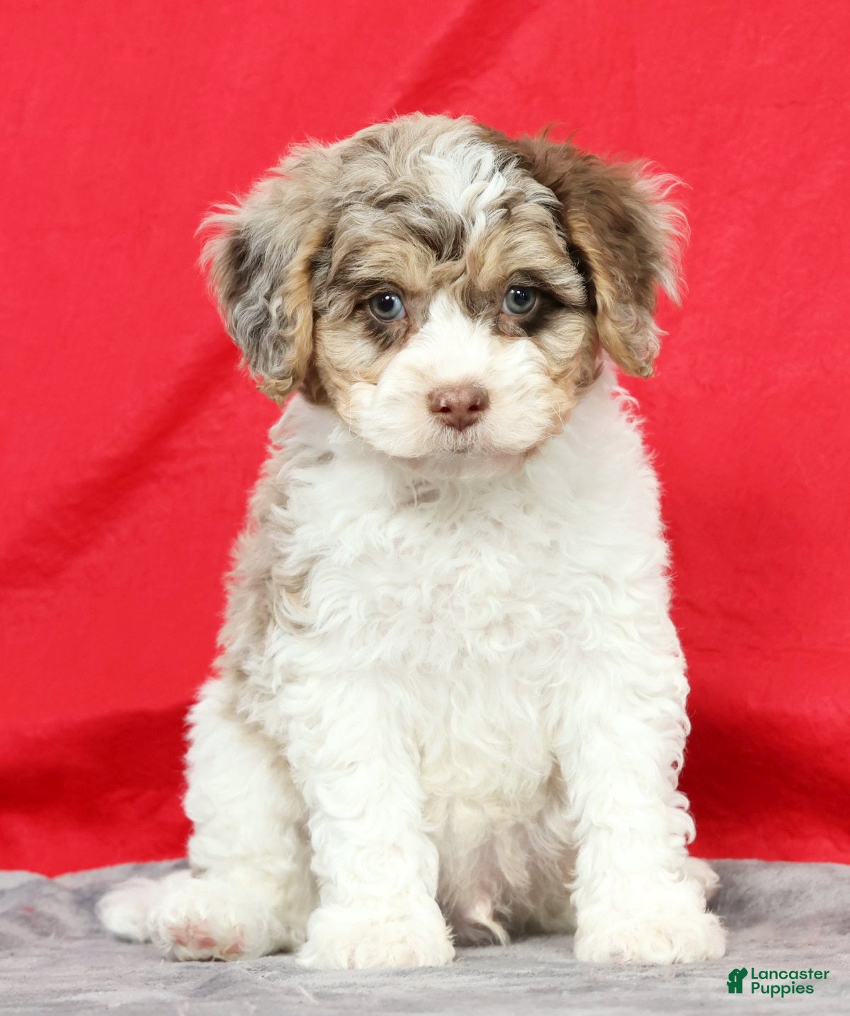 Cavapoo dogs Mose - Ad 1