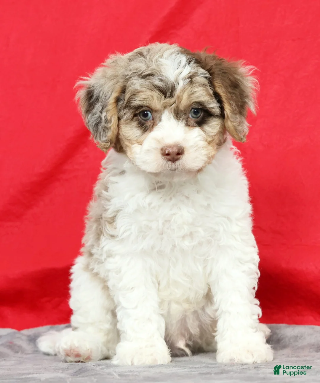 Cavapoo dogs for sale: Mose - Ad 1