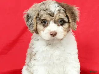 Cavapoo dogs for sale: Mose - Ad 2