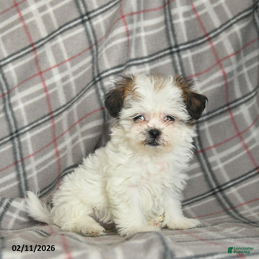 Mixed Breed dogs Quacks - Ad 2