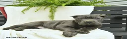 Cane Corso dogs for sale: Dexter  - Ad 3