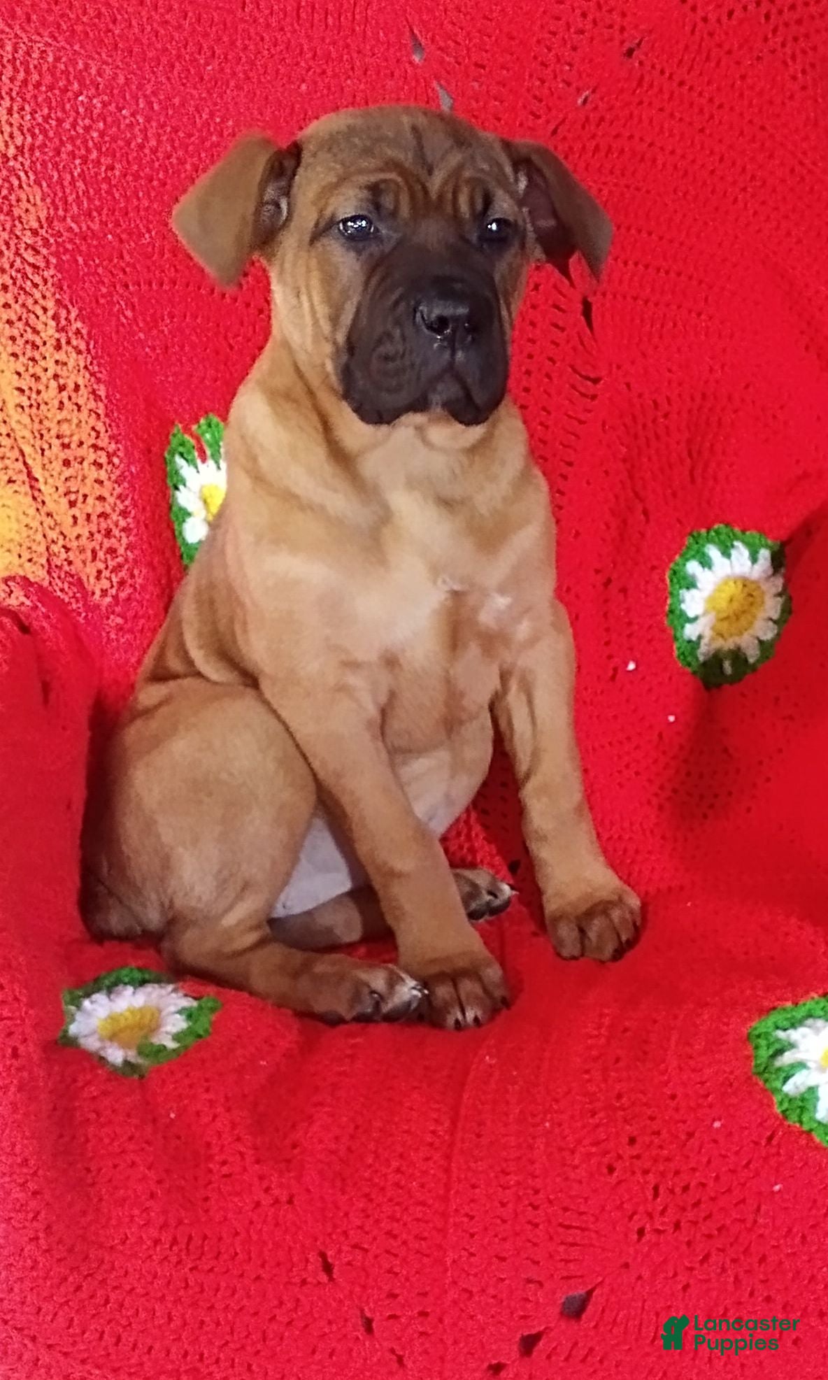 Cane Corso dogs Missy - Ad 20