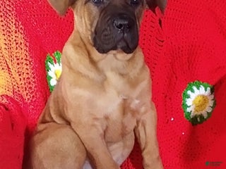 Cane Corso dogs Missy - Ad 20