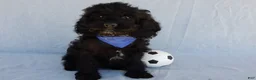 Cockapoo dogs for sale: Jet - Ad 7