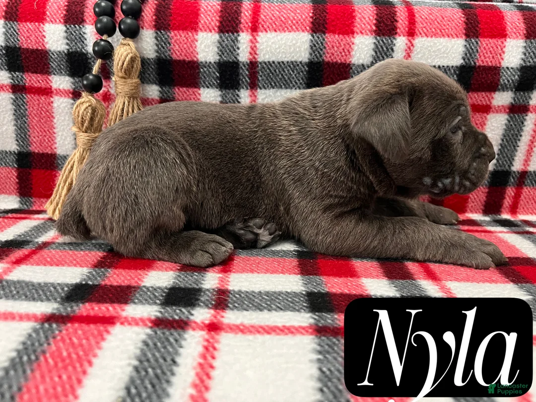 Cane Corso dogs for sale: Nikki - Ad 48