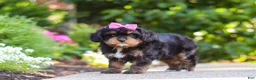 Cavapoo dogs for sale: Millie - Ad 8