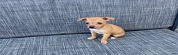 Chihuahua dogs for sale: Gidget - Ad 8