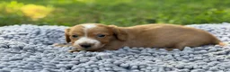Miniature Dachshund dogs for sale: Dark cream - Blaze - Ad 12